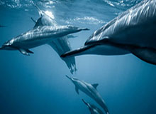 球迷社区-杨鸣：每场输球对我刺激都非常大，赢多了不适应输